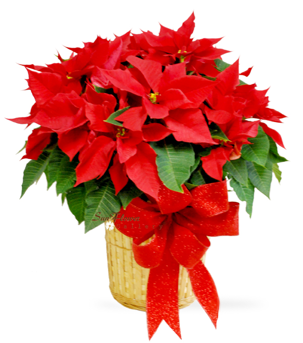 Large Poinsettia