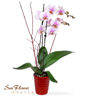 Pink Orchid By Sun Flower Gallery in Glenview il.